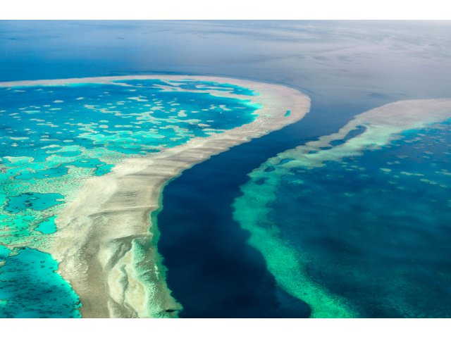 Un Program De Fertilizare In Vitro Realizat De Australia Ar Putea Salva Marea BarierÄ De Corali