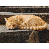 De ce iubesc japonezii pisicile? Descoperă detaliile relației aproape sacre dintre poporul nipon și frumoasele feline