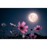 25 martie - prima Lună Plină a primăverii. Inimile ne sunt inundate de armonie, fericire și pace