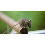 Cartea pe care toată lumea ar trebui să o citeasca: Lecțiile umanității din &bdquo;Flori pentru Algernon&rdquo;