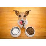 7 sfaturi pentru hrănirea corectă a c&acirc;inelui tău 