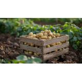 Cum să previi apariția buruienilor &icirc;n culturile de cartof