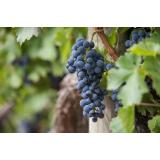 De ce să folosim spalieri metalici pentru cultura de viță de vie?