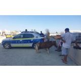 VIDEO Doi ponei exploatați &icirc;n Năvodari, salvați de polițiști. Animalele au fost duse la adăpost, iar proprietarii amendați