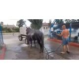 VIDEO Imagini virale &icirc;n Timiș. Un bărbat și-a răcorit calul la spălătoria auto