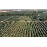 Afacere profitabilă pentru Rom&acirc;nia. Un hectar cultivat aduce c&acirc;știguri de peste 20.000 de euro 