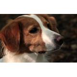 Află totul despre suplimentele veterinar: ce sunt și ce rol au?