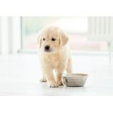 Alimentația puiului de c&acirc;ine: Ce trebuie să știi?