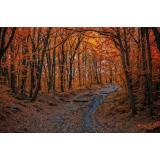 Cele mai frumoase poezii de toamnă care surprind magia anotimpului