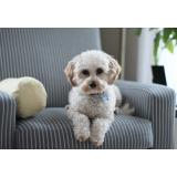 Avantajele covorașelor igienice pentru c&acirc;ini