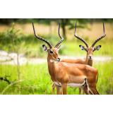 Un rom&acirc;n a fost ucis de o antilopă la o grădină zoologică din Suedia