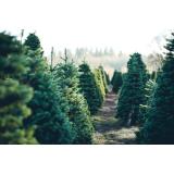 Brazi de Crăciun. Care sunt cele mai &icirc;ntrebate culori la pomii de Crăciun