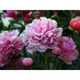 Bujorul a fost declarat Floarea Naţională a Rom&acirc;niei