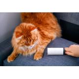 C&acirc;nd cade părul pisicilor? Măsuri de prevenţie