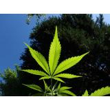 Un t&acirc;năr de 29 de ani, trimis &icirc;n judecată pentru trafic de droguri. Mama sa, &icirc;n v&acirc;rstă de 63 de ani,&nbsp;le vindea