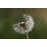 Ce sunt alergenii: tipuri și simptome principale