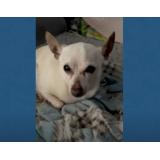 Un toy fox terrier a intrat &icirc;n Cartea Recordurilor drept cel mai bătr&acirc;n c&acirc;ine din lume. Ce v&acirc;rstă are patrupedul