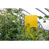 Controlul dăunătorilor &icirc;n sere: metode naturale și eficiente