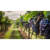 Protecția plantației de viță de vie, o abordare modernă pentru sezonul viitor 