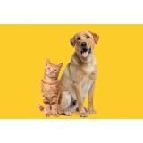 Cum să ai grijă &icirc;n mod ideal de digestia pisicii tale ?