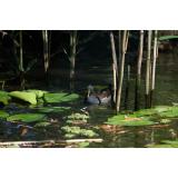 Delta Dunării, mai scumpă de la anul. Turiștii ar putea plăti de 6 ori mai mult pentru a o vizita