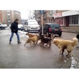 Eutanasierea maidanezilor revine &icirc;n Parlament. AUR: Termen prelungit de la 14 zile la 180 de zile