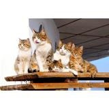 Cele mai frumoase pisici din lume pot fi admirate &icirc;n acest weekend la București