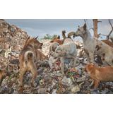 Femeie din București găsită moartă, mușcată de c&acirc;ini, l&acirc;ngă Lacul Morii