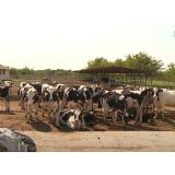 Fermele de vaci din Rom&acirc;nia se &icirc;nchid r&acirc;nd pe r&acirc;nd. &bdquo;Sectorul e distrus aproape spre 100%&rdquo;