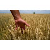 Fermierii cer declararea stării de calamitate. Agricultori: sunt județe &icirc;n care culturile sunt p&acirc;rjolite &icirc;n proporție de 80% 