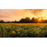 Peste 400 de mii de hectare de teren arabil din 34 de județe din țară au fost afectate de secetă