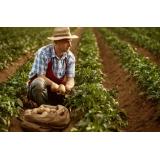 &Icirc;ntreținerea culturii de cartof - 4 aspecte de care să ții cont, ca să obții recoltele dorite