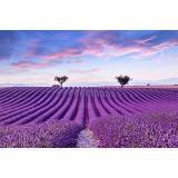 Lanurile de lavandă, una dintre cele mai mari atracții ale turiștilor. Unde poți găsi lanuri de lavandă &icirc;n Rom&acirc;nia