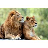 Alertă la Grădina Zoologică din Rădăuți. Doi lei au scăpat din cușcă