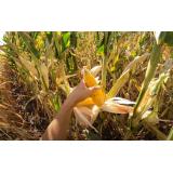 Mii de hectare de porumb, compromise &icirc;n Arad din cauza secetei fără precedent &icirc;n 30 de ani