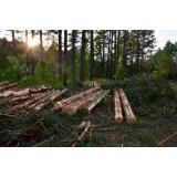 Ministrul Mediului cere modificări &icirc;n Codul Silvic din cauza hoților de lemne