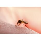 Mușcăturile de ț&acirc;nțar. Care sunt simptomele și cum putem calma ciupiturile de ț&acirc;nțar