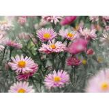 5 cele mai frumoase flori de toamnă