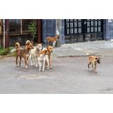 Nicuşor Dan: &bdquo;Dacă un bucureştean din 1.000 ar adopta un c&acirc;ine, am goli adăposturile&rdquo;