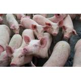 Pesta porcină africană se răsp&acirc;ndește cu repeziciune &icirc;n Europa