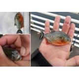 Pește Piranha &icirc;n apele Crișului Repede. Garda de Mediu face anchetă 