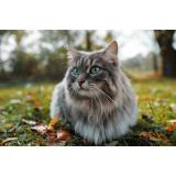 Pisicile  din București fără stăp&acirc;n vor fi sterilizate gratuit. Campanie lansată de ASPA București