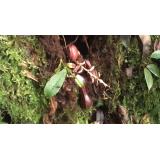 VIDEO Prima plantă carnivoră care v&acirc;nează prada sub păm&acirc;nt