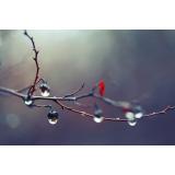 Prognoza meteo ANM pentru joi, 10 noiembrie. Unde se vor &icirc;nregistra ploi