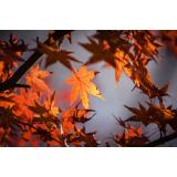 Prognoza meteo ANM pentru miercuri, 2 noiembrie. 26 de grade la București