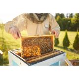  Rom&acirc;nia, fruntașă la numărul de albine moarte. Apicultorii dau vina pe pesticide 