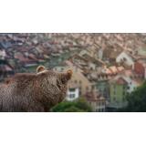 Rom&acirc;nii care se luptă cu urșii și mistreții &icirc;n propriile gospodării ar putea cere 15.000 de lei de la stat 