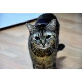 SafePet - Farmacie veterinară online destinată animalelor de companie