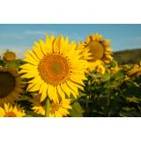 Produsele alimentare se vor scumpi &icirc;n toamnă din cauza secetei