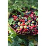 Vitamine de august. Trei fructe pe care trebuie să le consumăm &icirc;n această lună